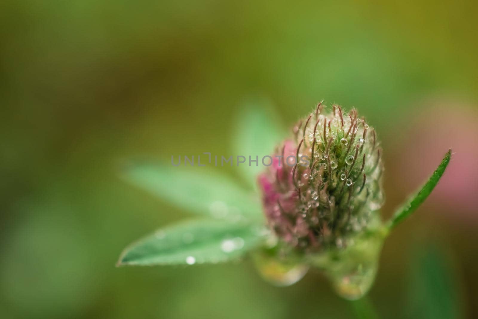 Macro photo of a pink clover with dewdrops on green background