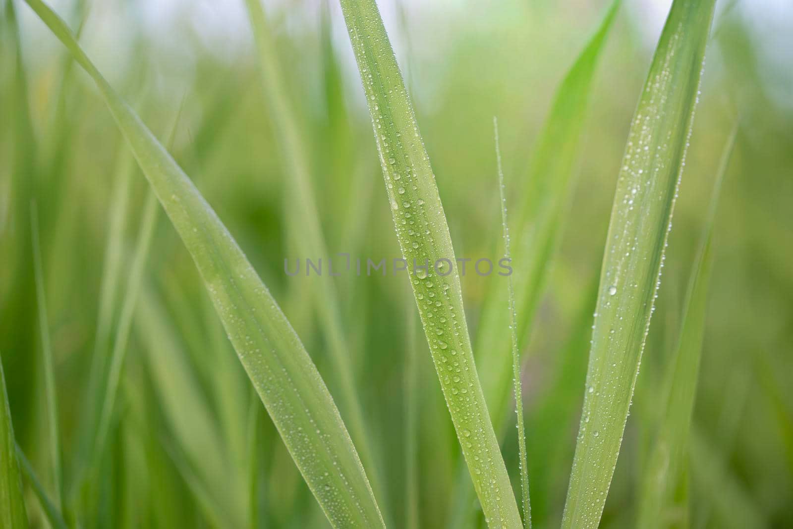 Water droplets on fresh green morning grass by Estival