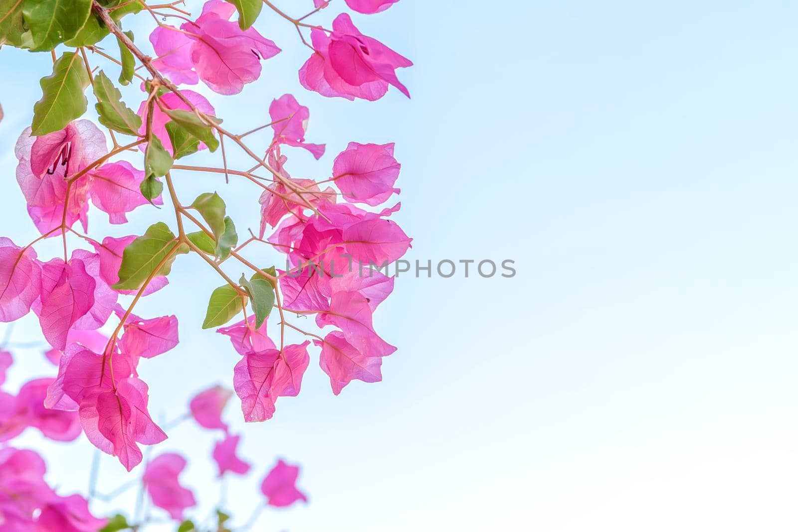 Beautiful purple exotic flowers Bougainvillea on the light blue background by Estival