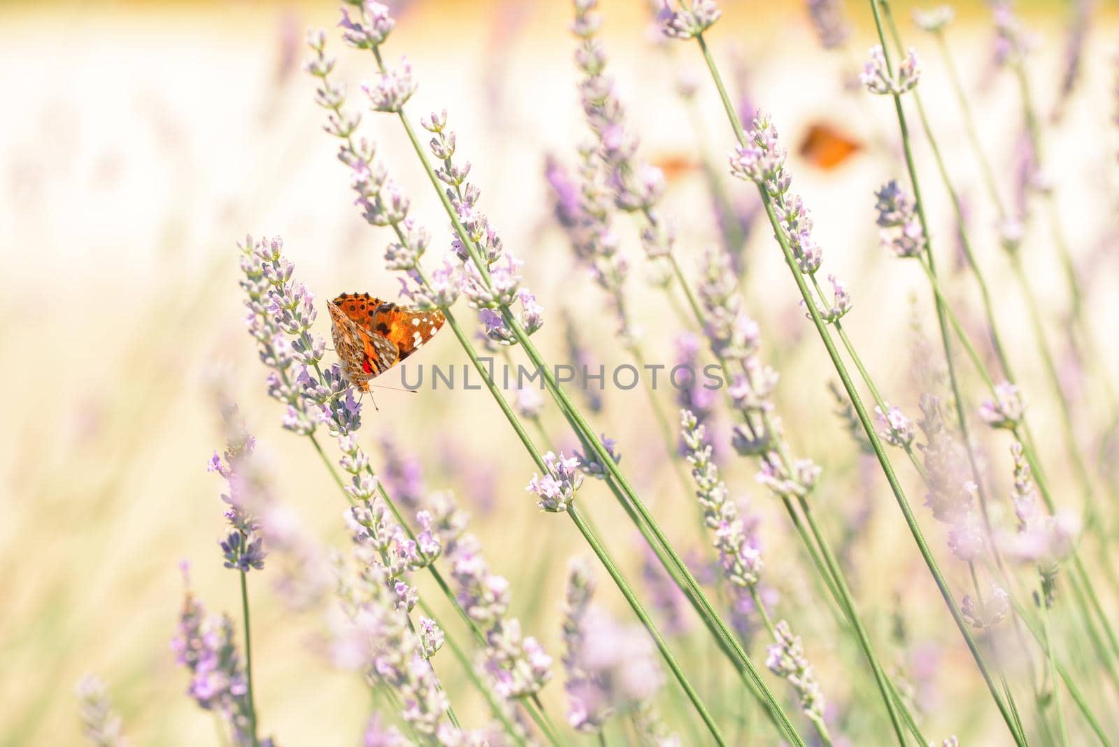 The macro photo of a red monarch butterfly sitting in lavender field