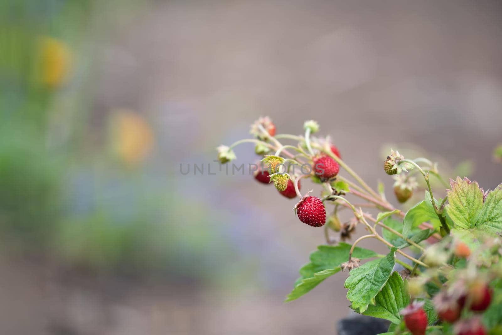 Red and unripe wild strawberry on a bush by Estival