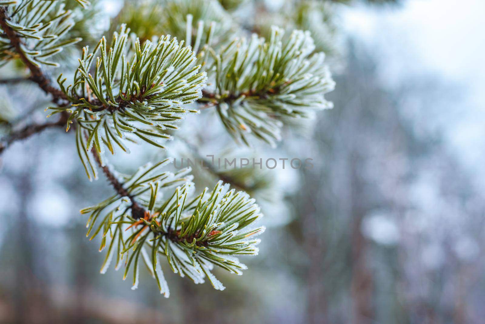 Pine green branches in hoarfrost late fall by Estival