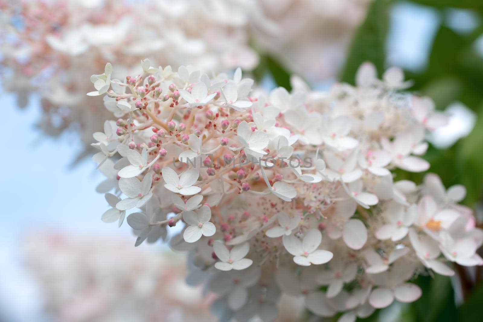 White and pink lilac flowers closeup on sky background. Syringa vulgaris