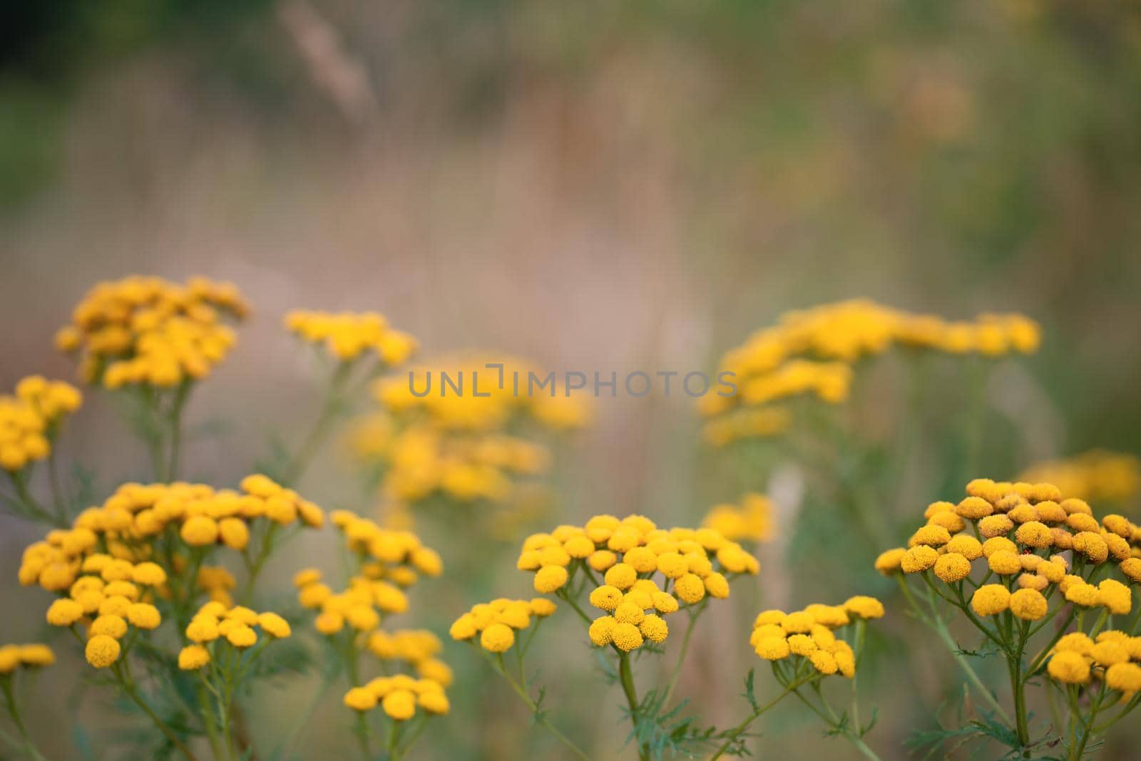Tansy or Tanacetum Vulgare herbaceous flowering plant of The Aster family by Estival