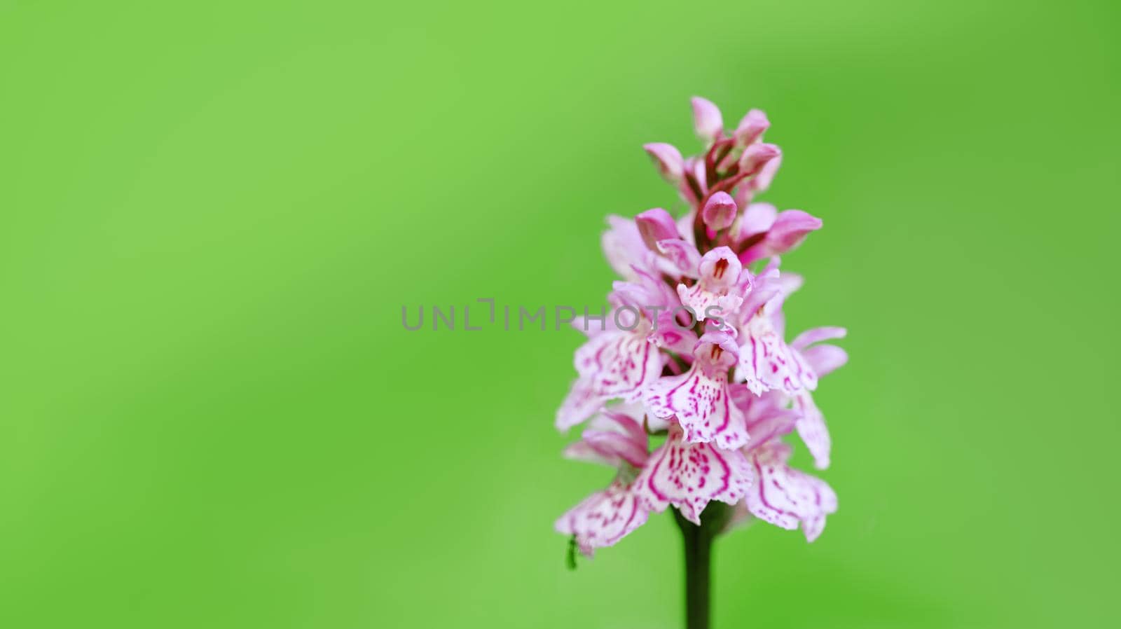 Early Purple Orchid - Orchis mascula on a bright green background