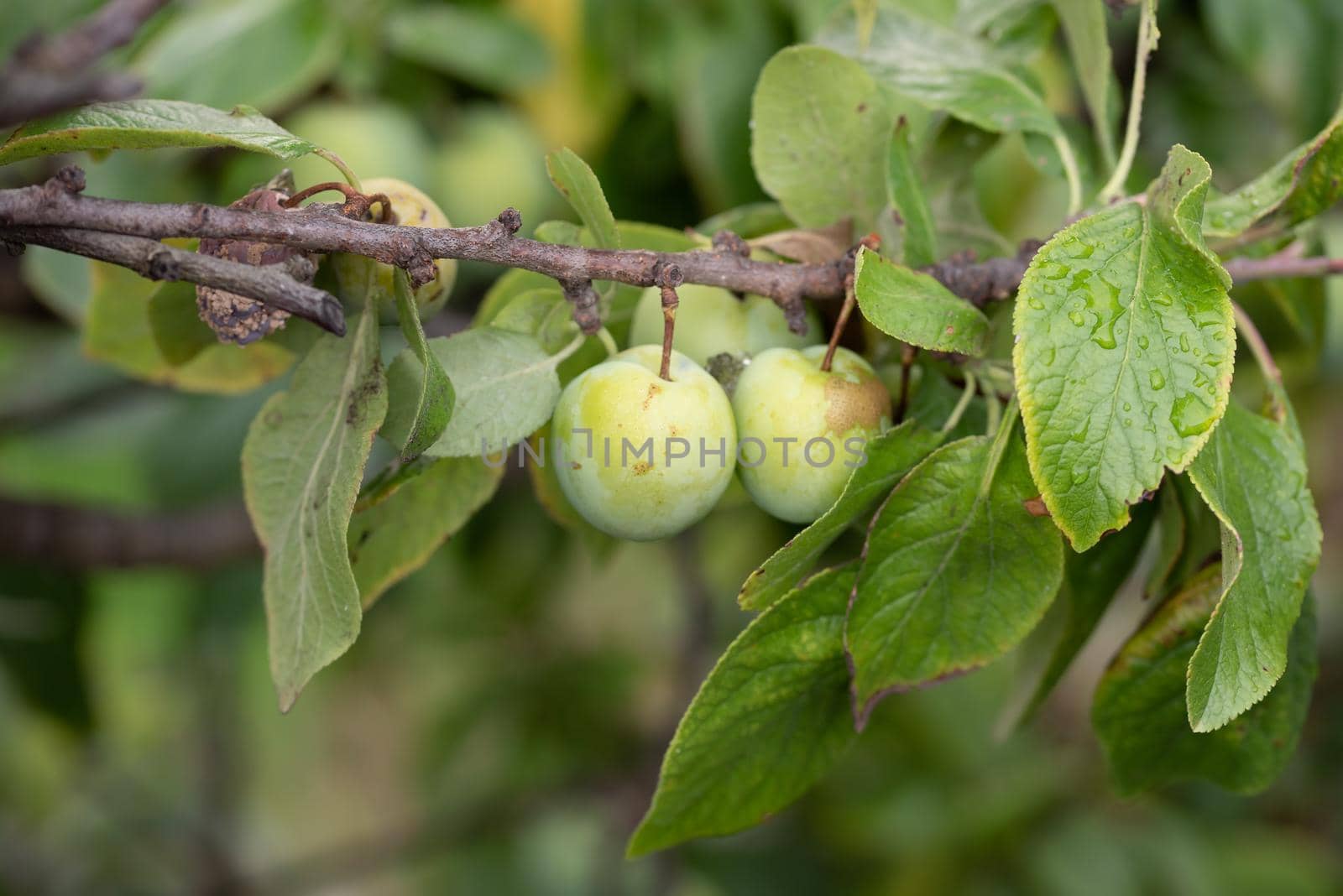 Naturalistic view of two unripe green plum by Estival