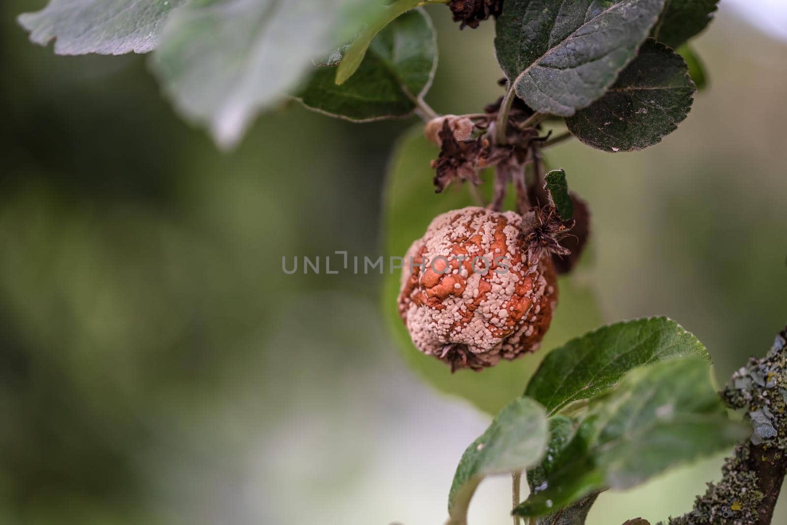 Naturalistic view of rotten apple with mildew on tree by Estival