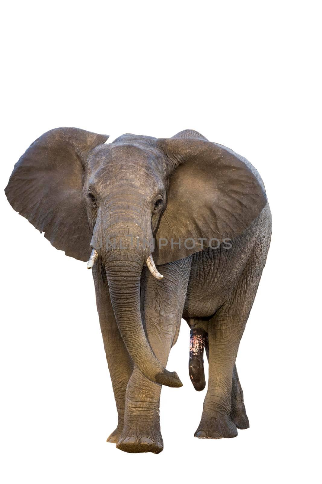 African bush elephant in Kruger National park, South Africa by PACOCOMO