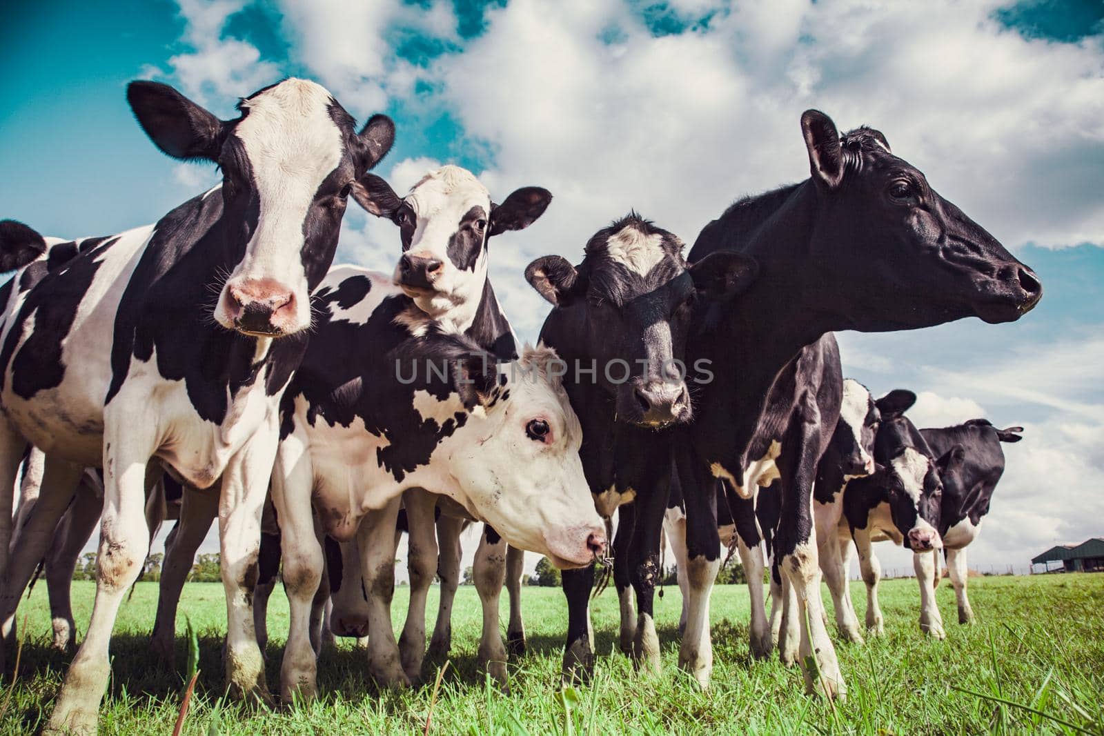 Group of Holstein cows in the pasture