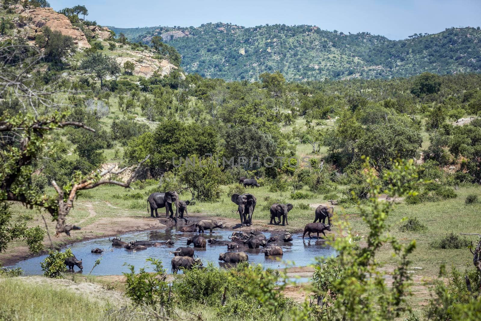 African bush elephant and african buffalo in waterhole in Kruger National park, South Africa ; Specie Loxodonta africana family of Elephantidae