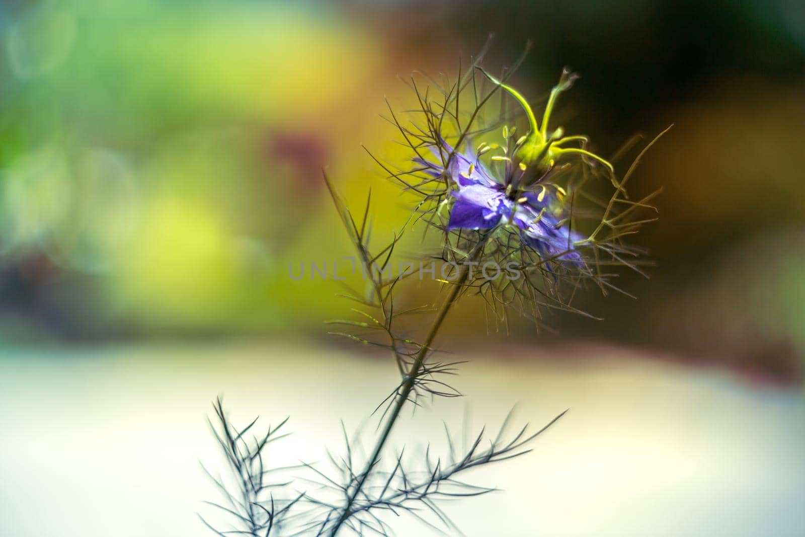 Love-in-a-mist flower -Nigella damascena, blue cottage garden plant over smooth blurry background.