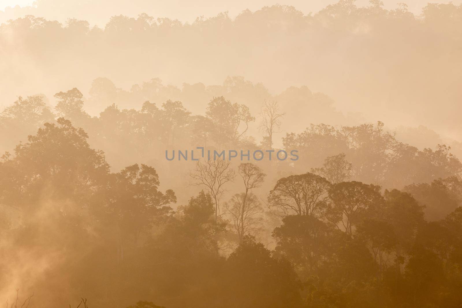 Tropical rainforest in layers covered with fog and mist in warm tone in morning.