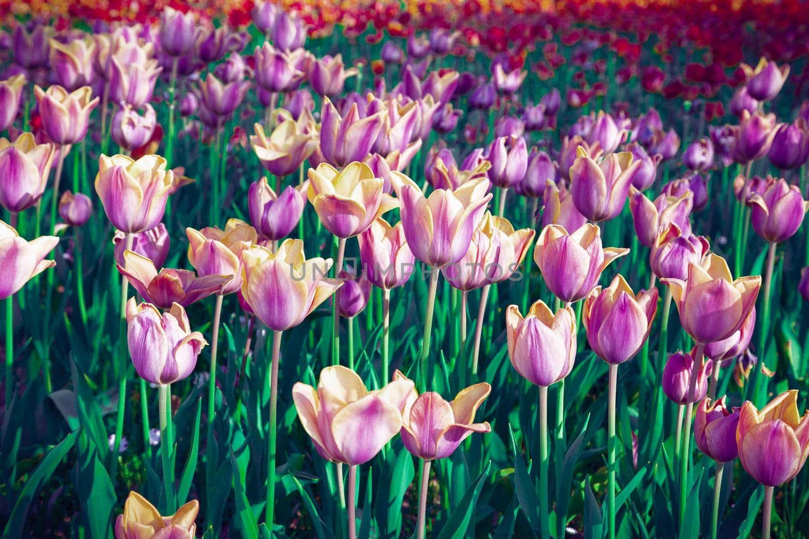 Surreal purple tulip field, floral background