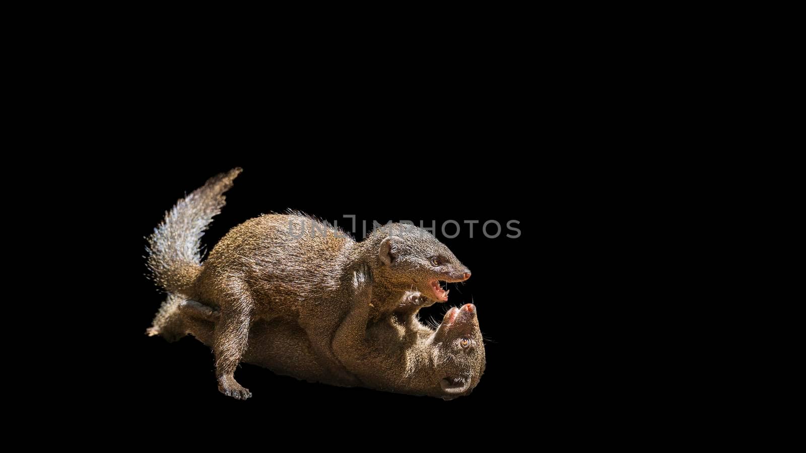 Two Common dwarf mongoose fighting isoalted in black background ; Specie Helogale parvula family of Herpestidae