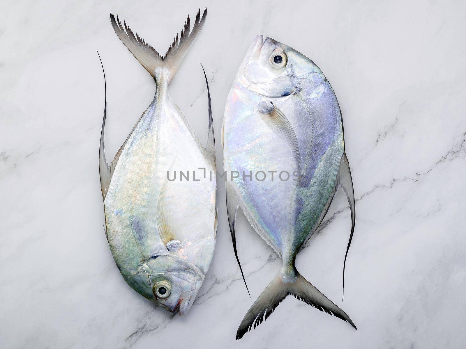 Fresh Longfin trevally fish set up on white marble kitchen table background. Top view and copy space. by kerdkanno