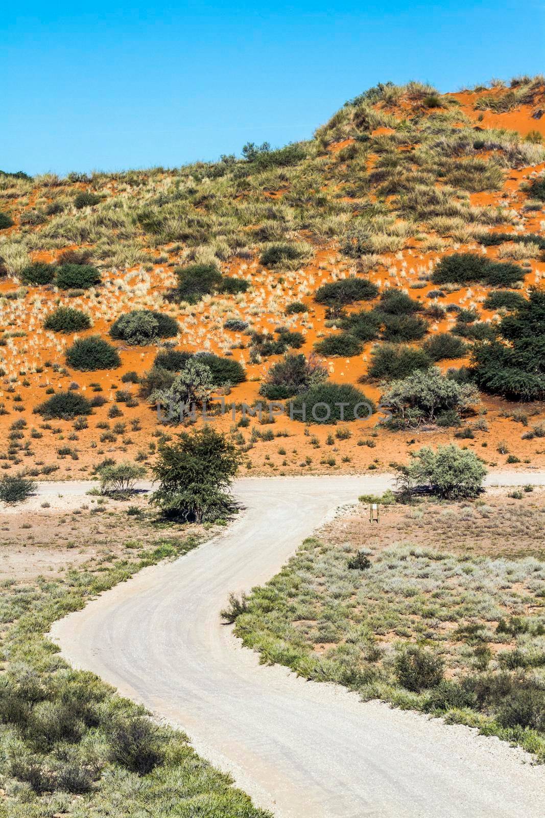 Safari road in Kgalagadi transfrontier park, South Africa by PACOCOMO