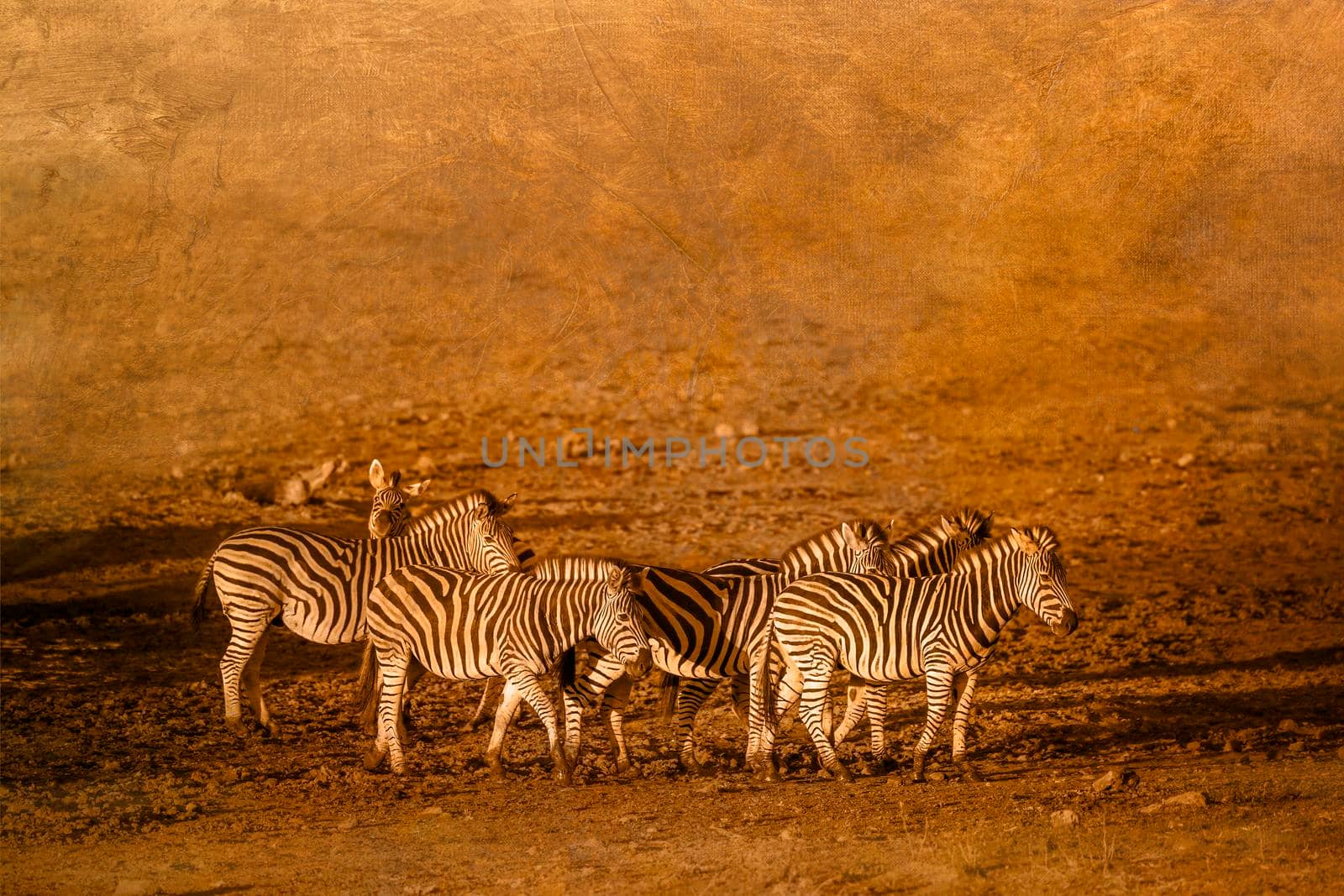 Plains zebra small group multiple images with oil painting background ; Specie Equus quagga burchellii family of Equidae