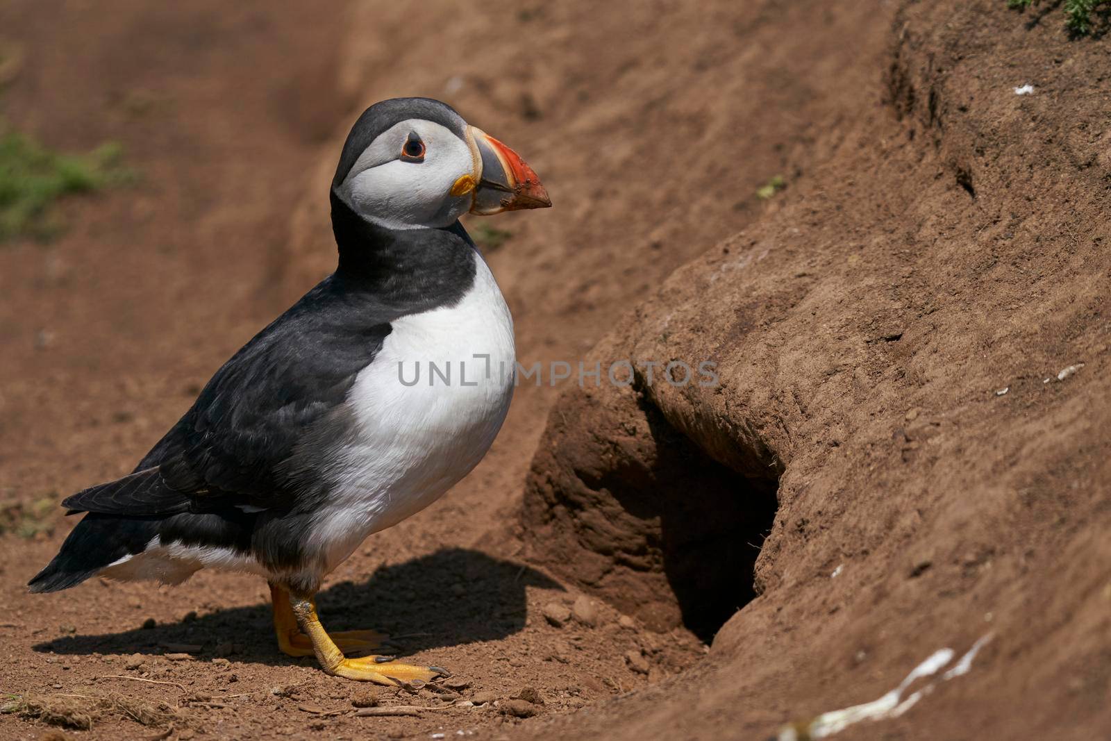 Atlantic puffin (Fratercula arctica) outside its nesting burrow on Skomer Island off the coast of Pembrokeshire in Wales, United Kingdom