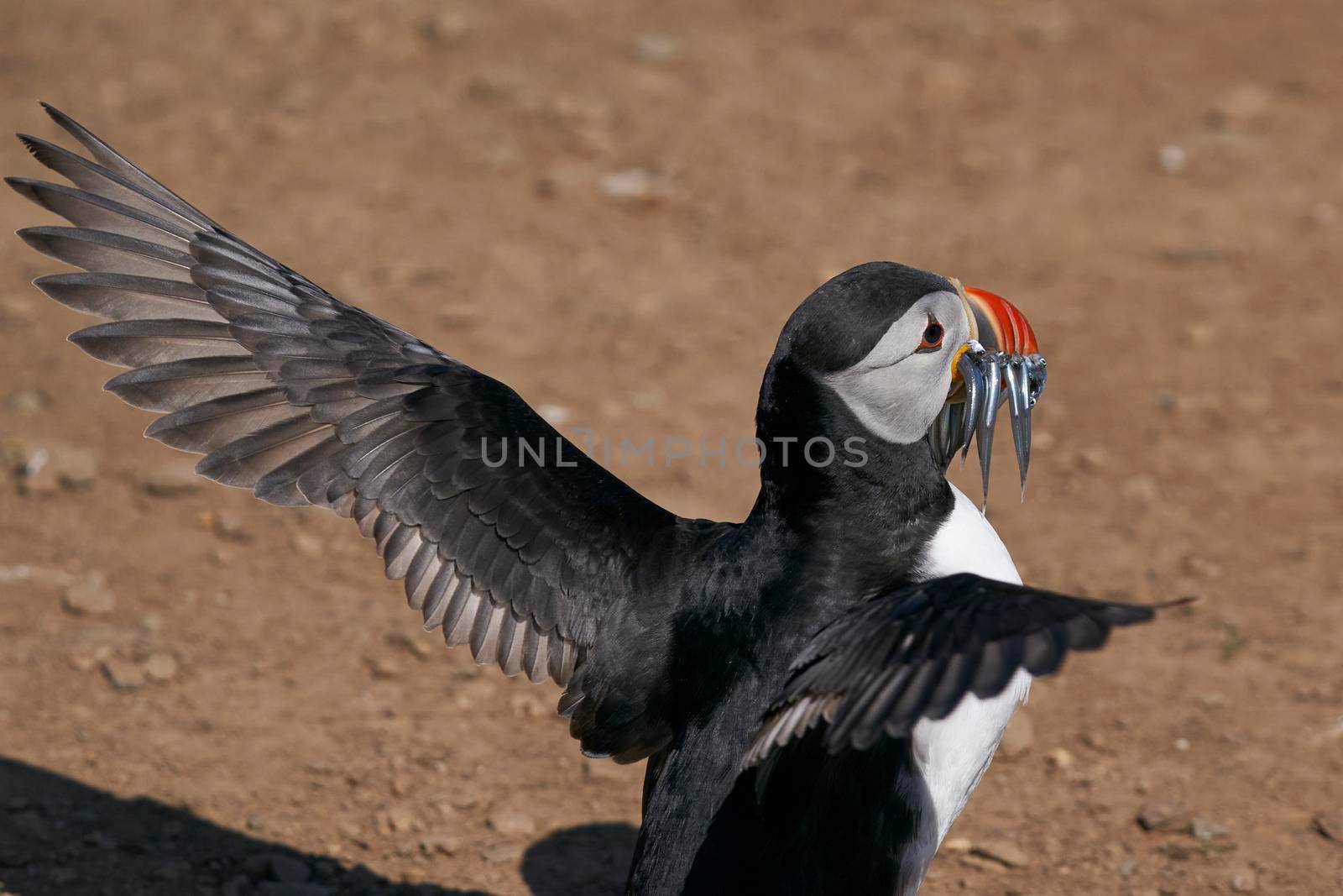 Atlantic puffin (Fratercula arctica) carrying sandeels in its beak to feed its chick on Skomer Island off the coast of Pembrokeshire in Wales, United Kingdom