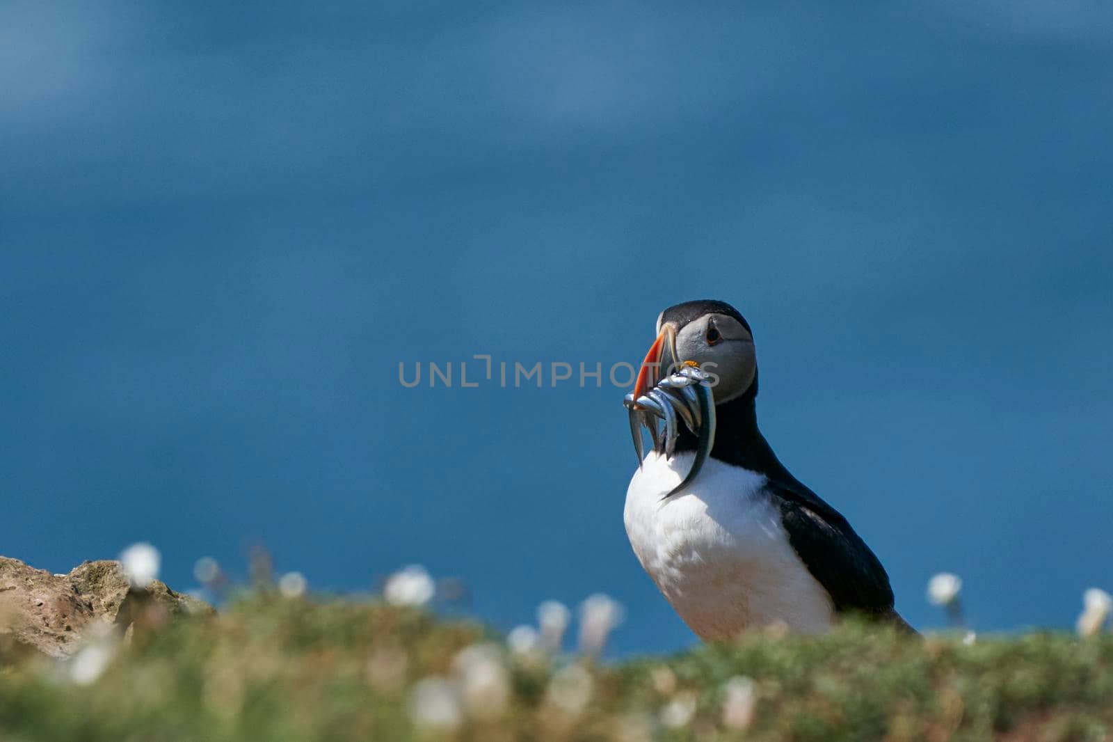 Atlantic puffin (Fratercula arctica) with small fish in its beak to feed its chick on the cliffs of Skomer Island off the coast of Pembrokeshire in Wales, United Kingdom