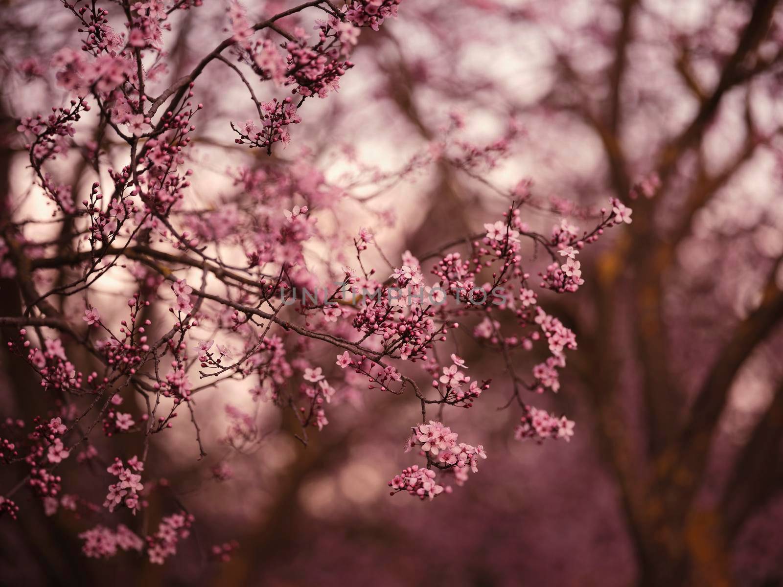 beautiful cherry blossom in spring by drmglc