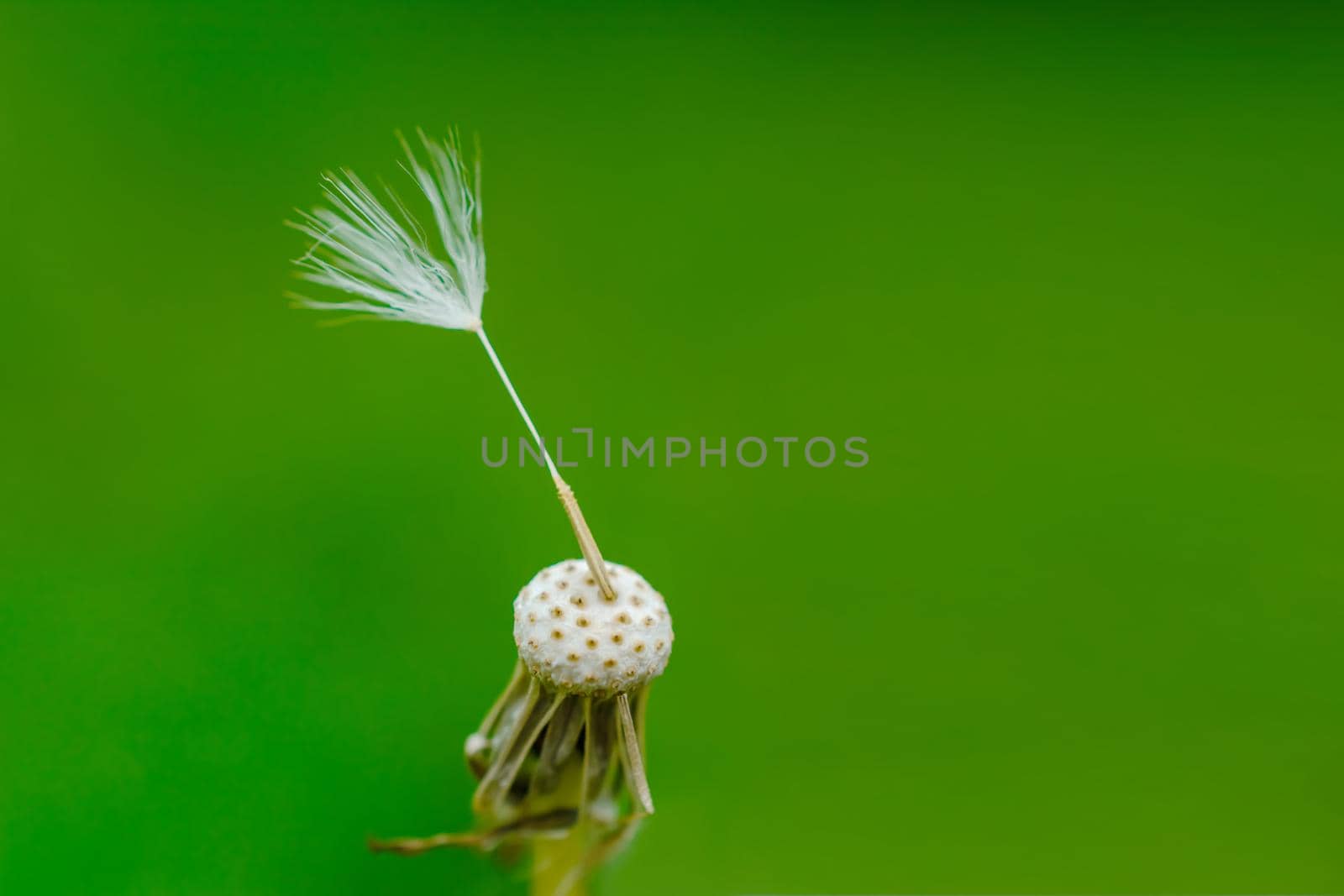 Dandelion bold head without seeds with only one seed in the green background by Estival