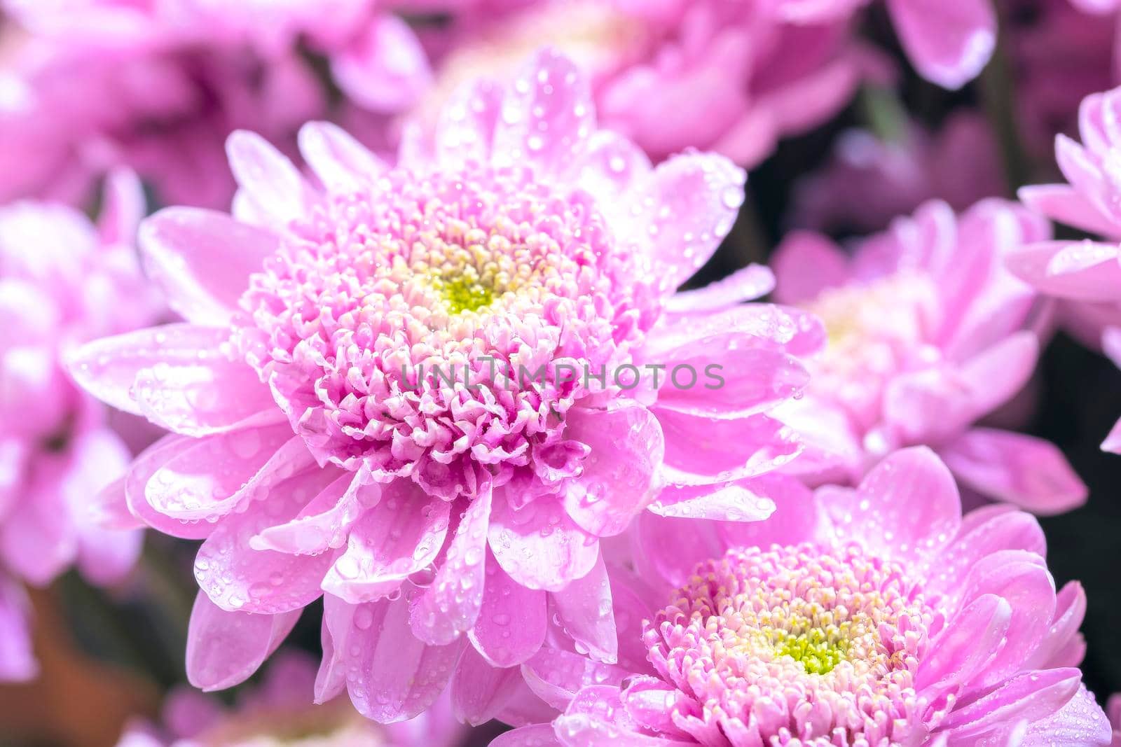 Close up macro of pink chrisantemum bouquet background by Estival