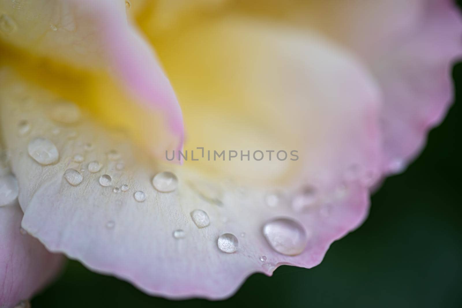Beautiful pink and white colorful rose petal with water drops on it