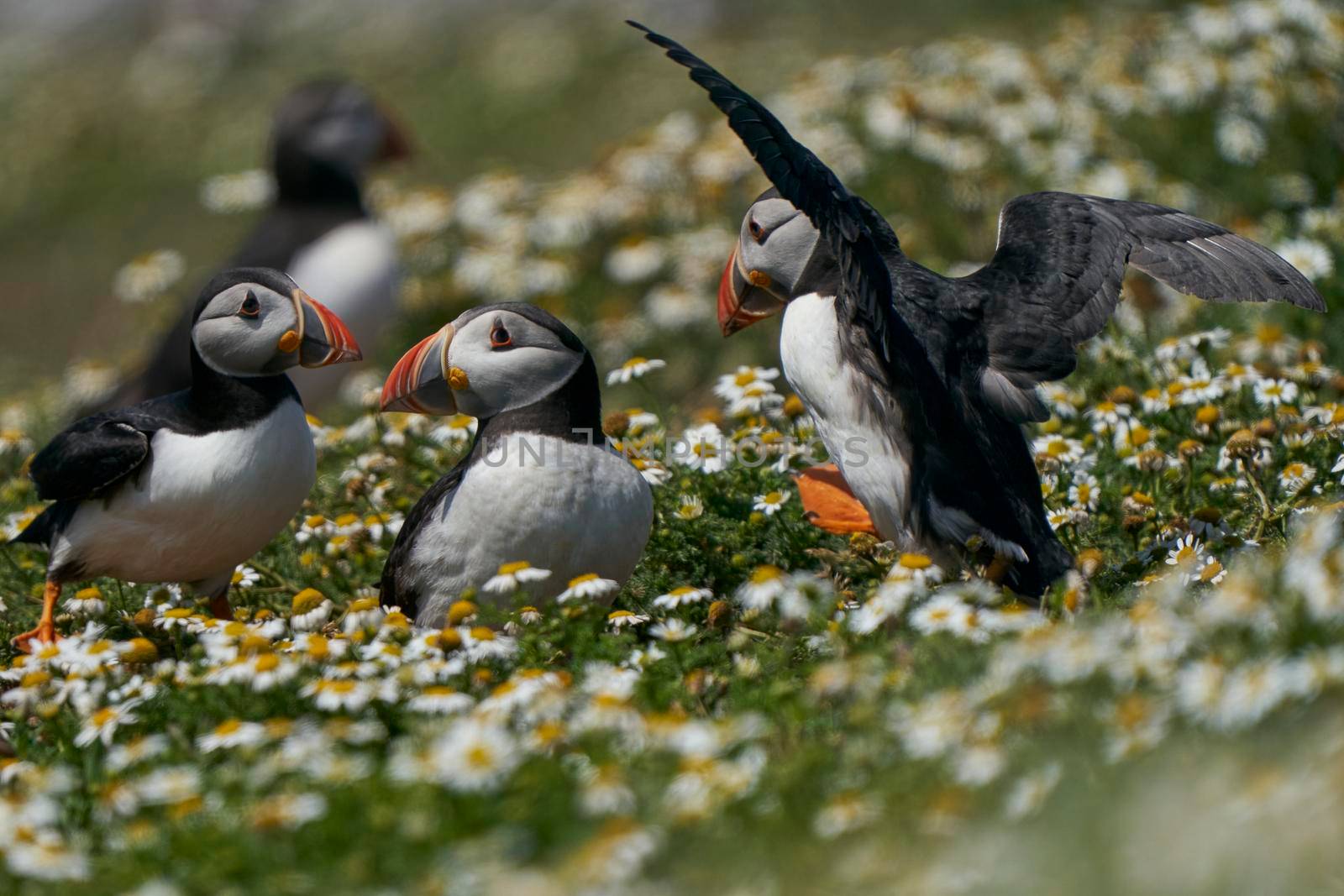 Atlantic puffin (Fratercula arctica) socialising on Skomer Island off the coast of Pembrokeshire in Wales, United Kingdom