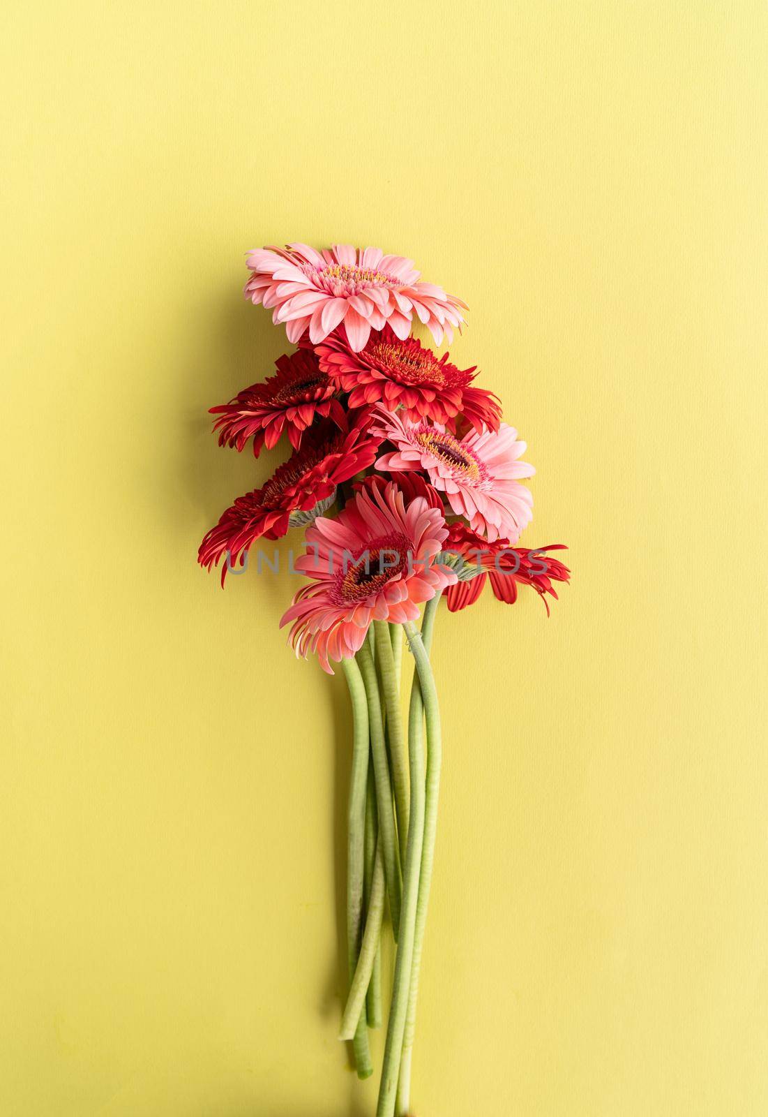 Pink and red gerbera daisies bouquet on green background by Desperada