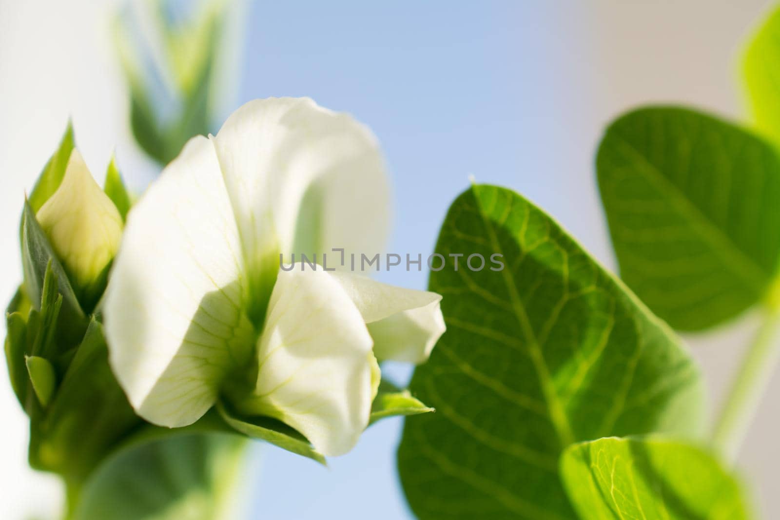 White peas flower with green leaves on blue background