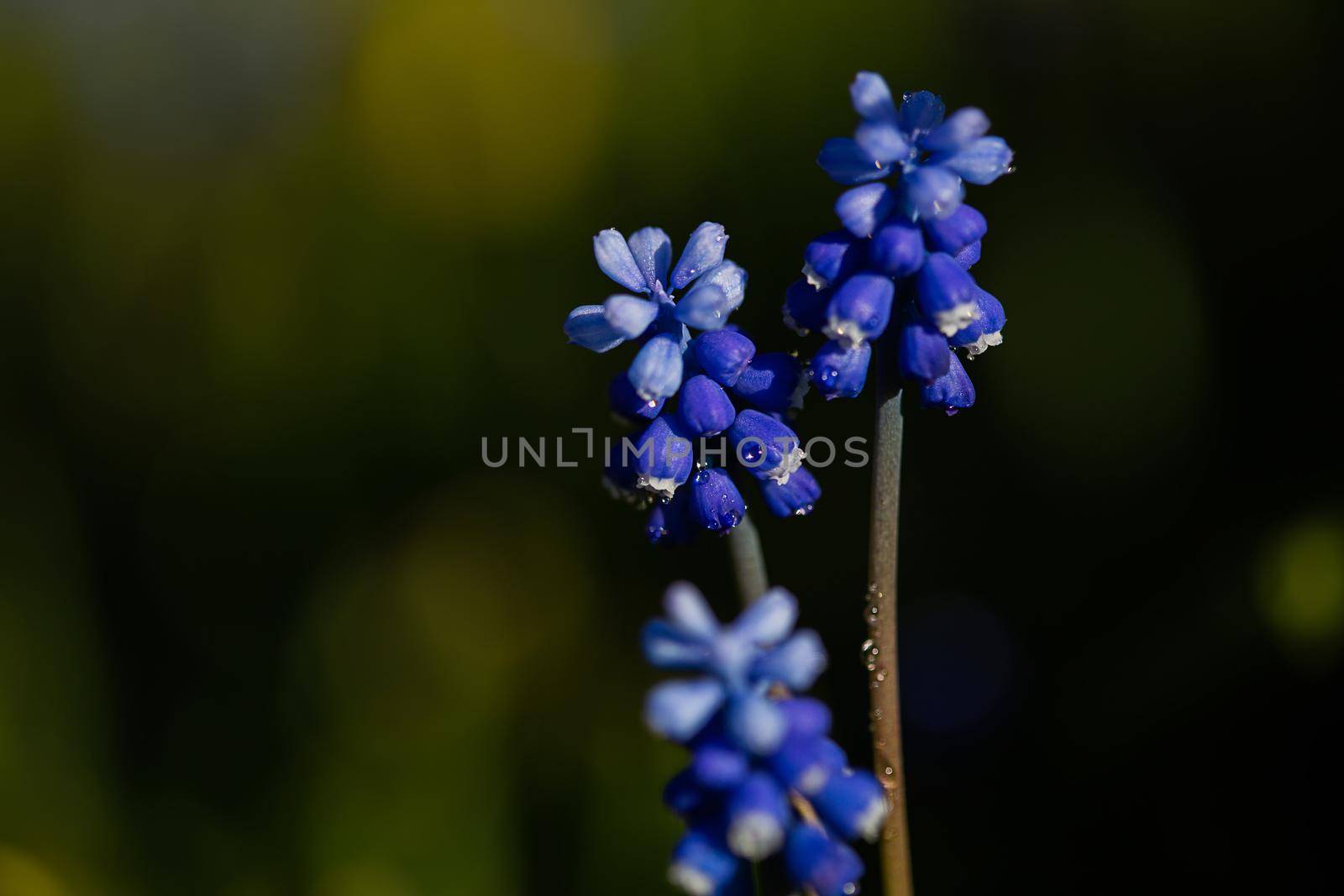 Muscari Hyacinth blue flowers grow on a flower bed in spring, beautiful light falls, place for text, selective focus, blurred background