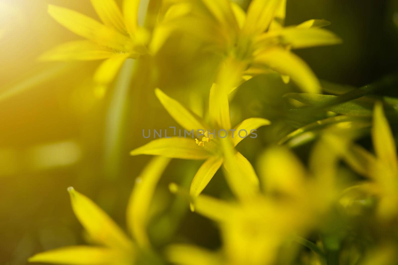 Yellow flowers grow on a flower bed in spring, beautiful light falls by galinasharapova