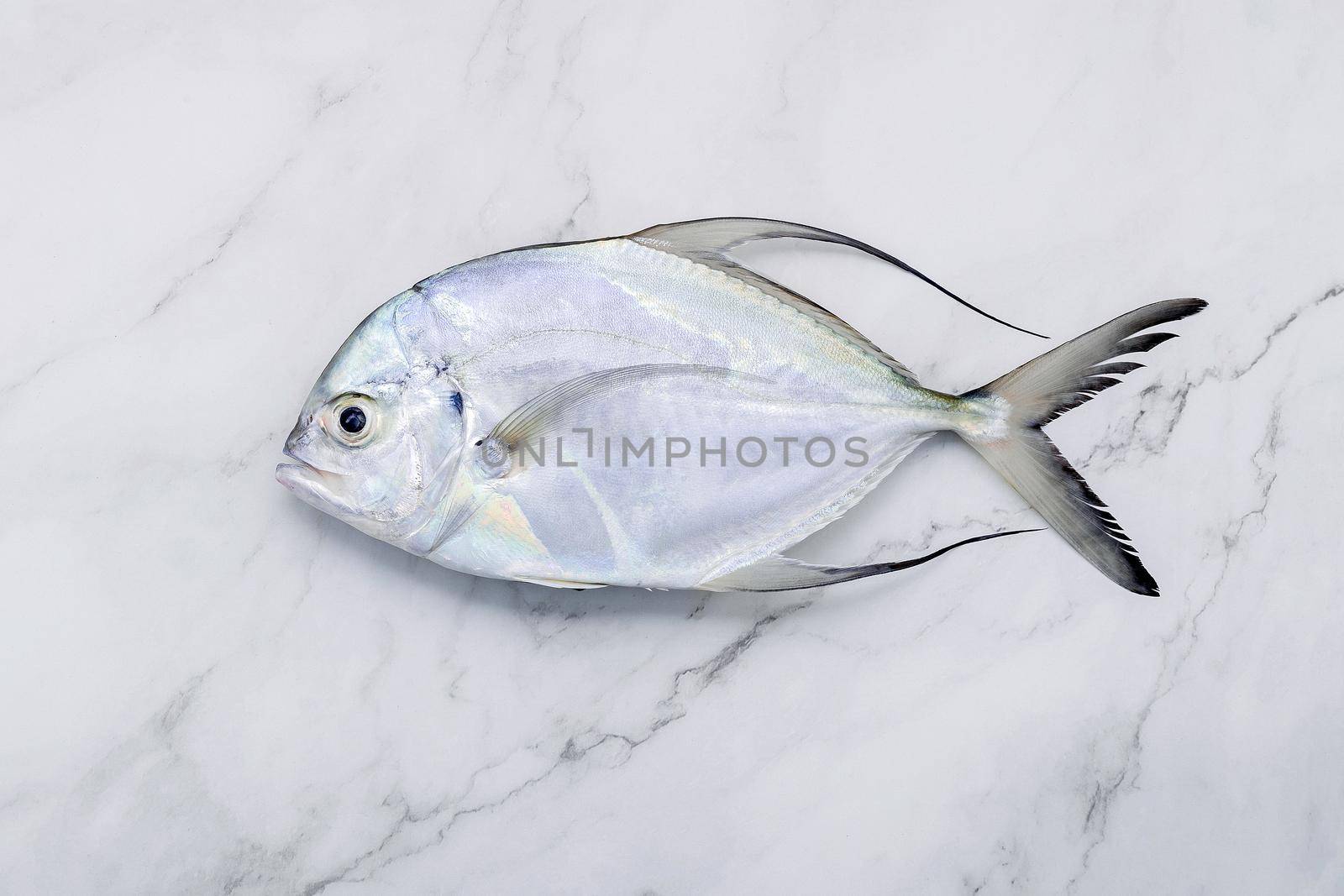 Fresh Longfin trevally fish set up on white marble kitchen table background. Top view and copy space.