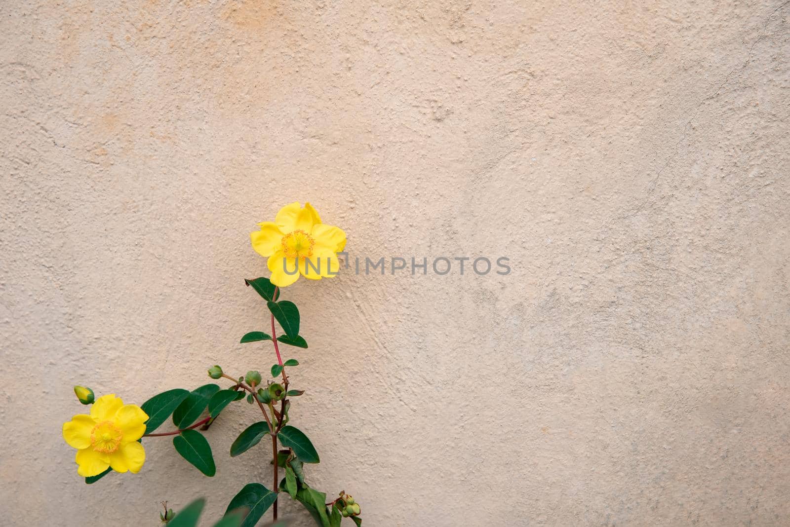 Two pale yellow flower against neutral wall background by Estival