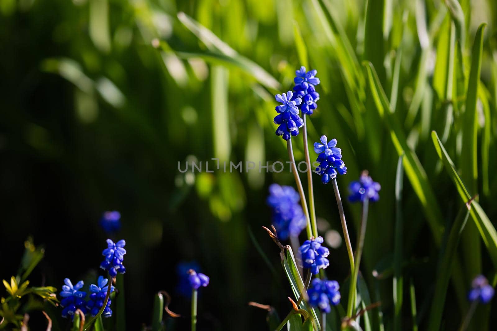 Muscari Hyacinth blue flowers grow on a flower bed in spring, beautiful light falls, place for text, selective focus, blurred background