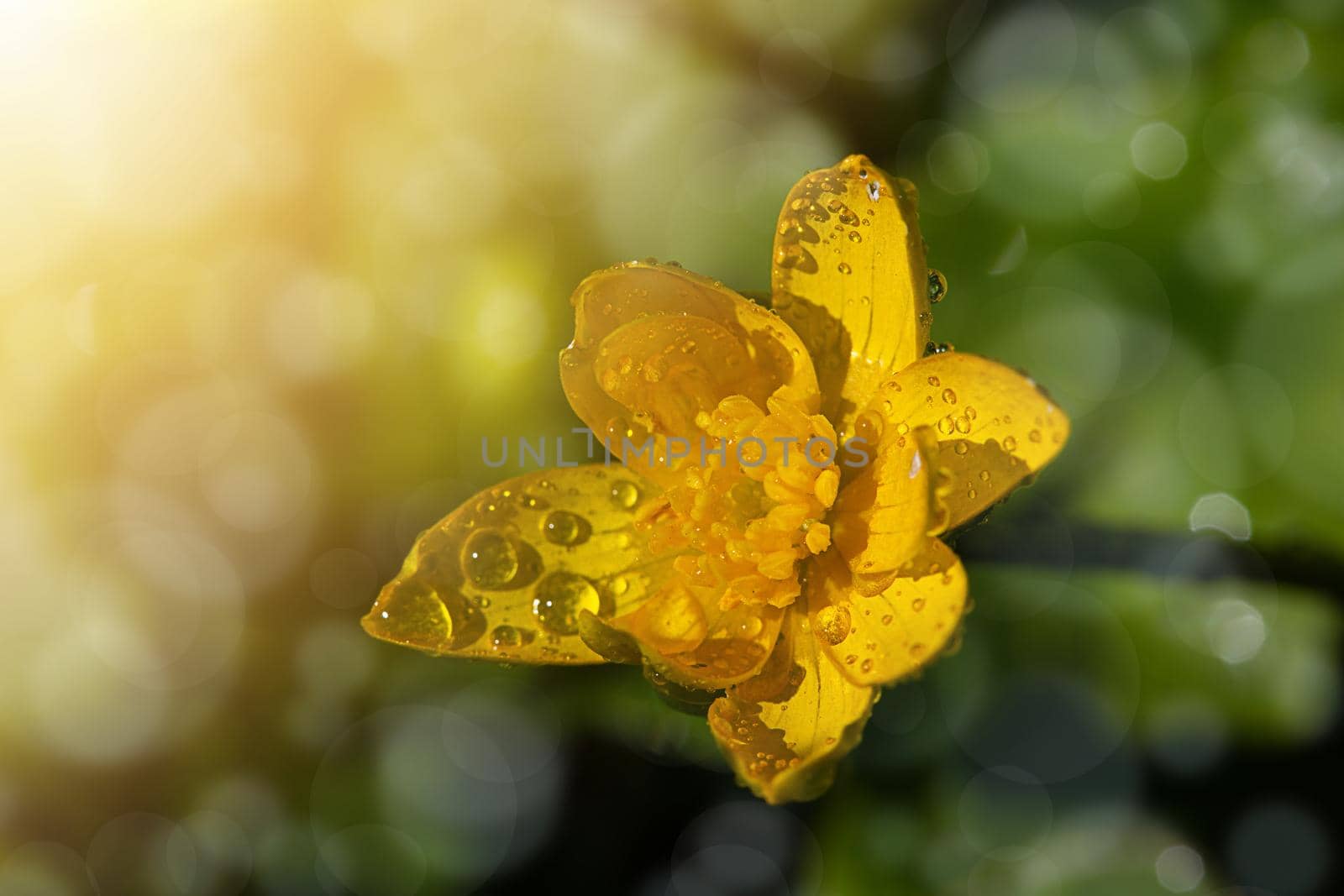Yellow flowers grow on a flower bed in spring, beautiful light falls, place for text, selective focus, blurred background