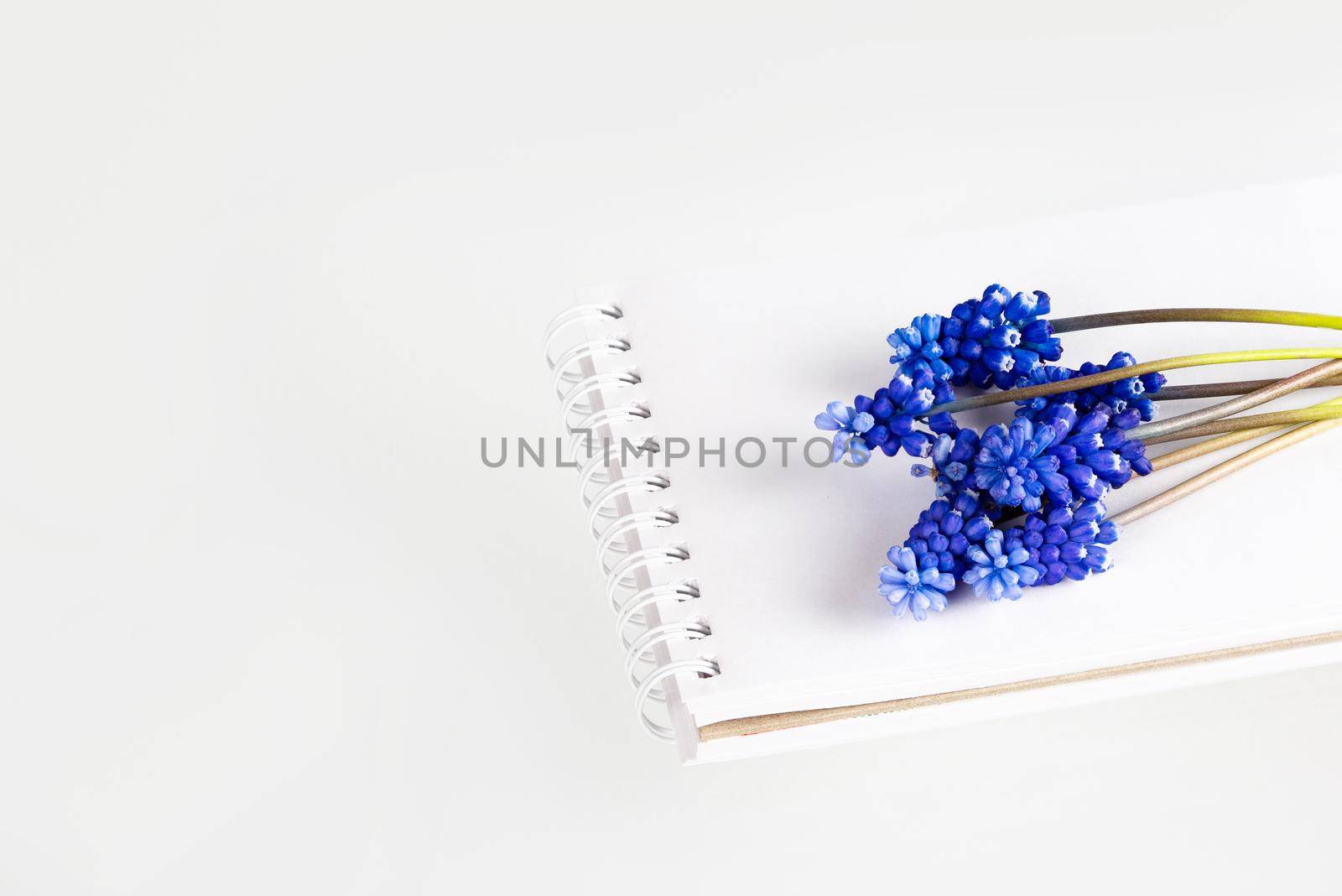 Muscari Hyacinth blue flowers lie on top of an open notebook on a white table