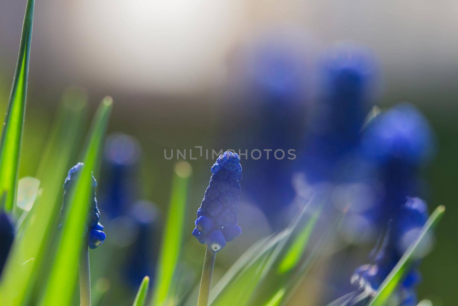 Muscari Hyacinth blue flowers grow on a flower bed in spring by galinasharapova