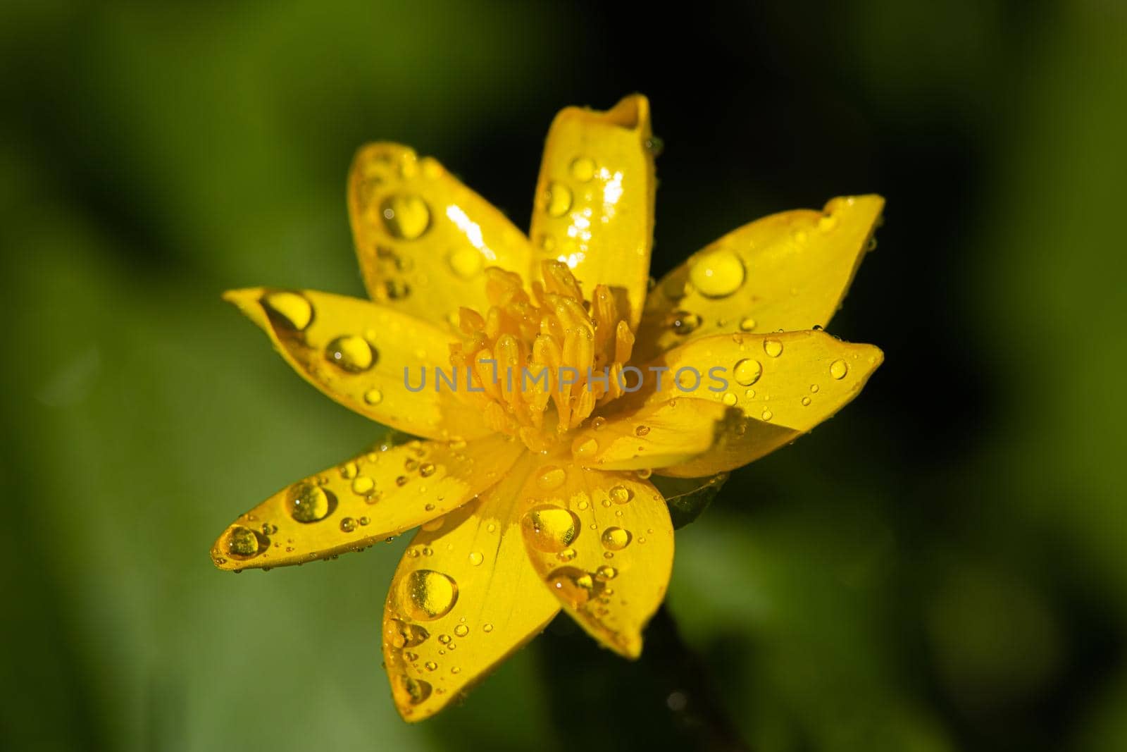 Yellow flowers grow on a flower bed in spring, beautiful light falls, place for text, selective focus, blurred background