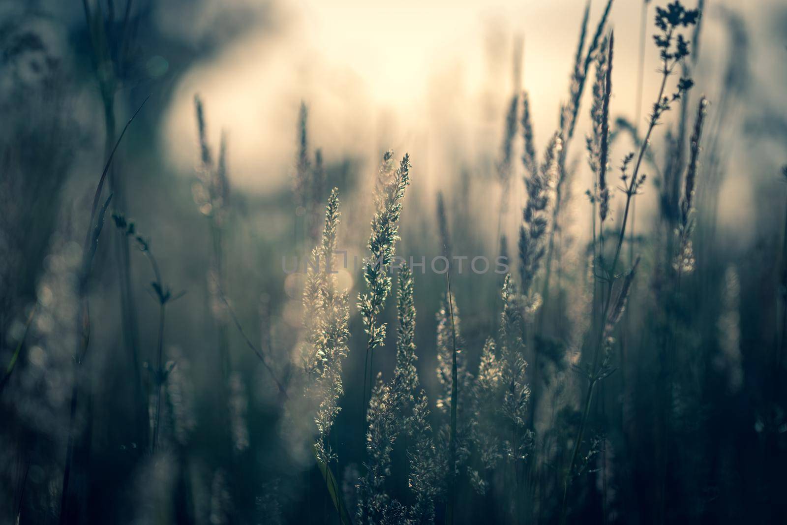 Feather grass in the field at summer sunset. Serene at golden hour in natural colors