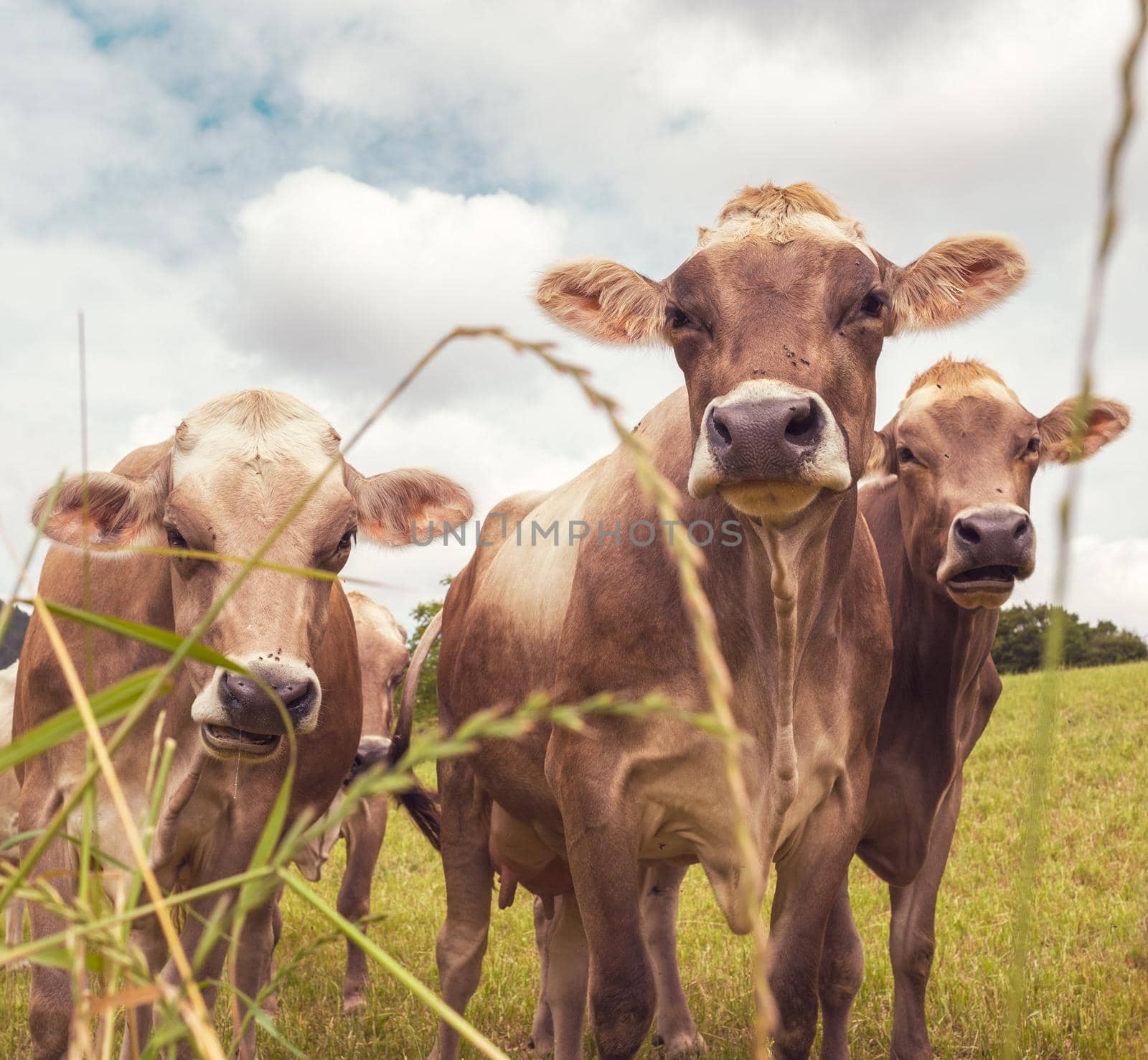 Portrait of three Aubrac cows in the nature