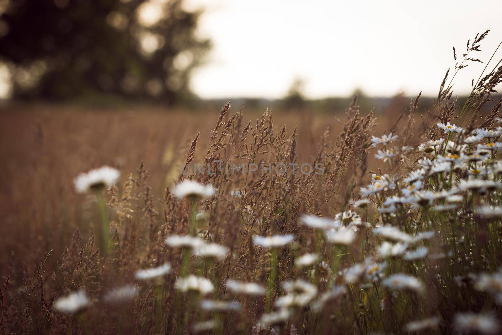 Daisies in the field at summer sunset. Chamomiles at golden hour in natural colors