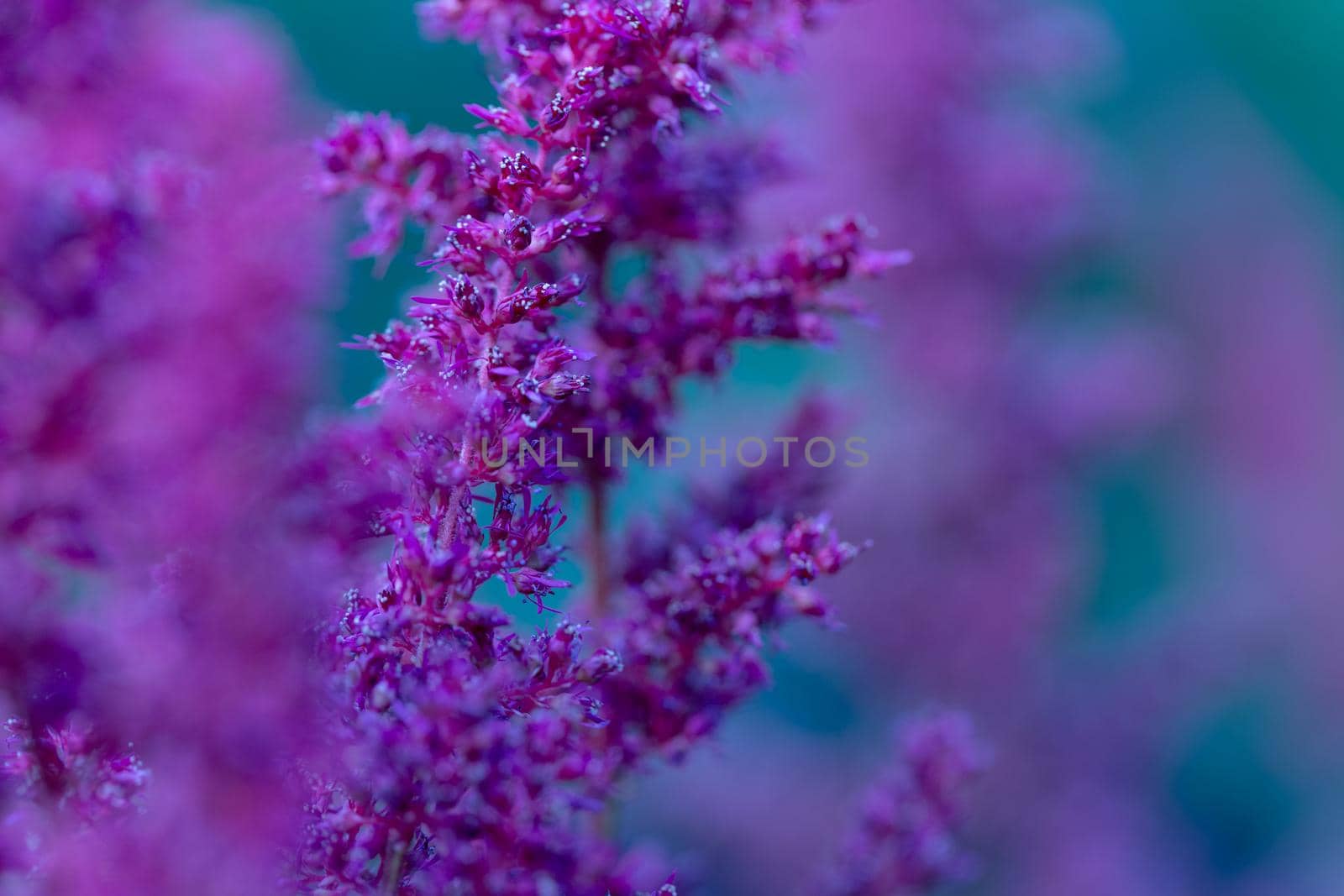 Purple garden flowers with the blurred background by clusterx