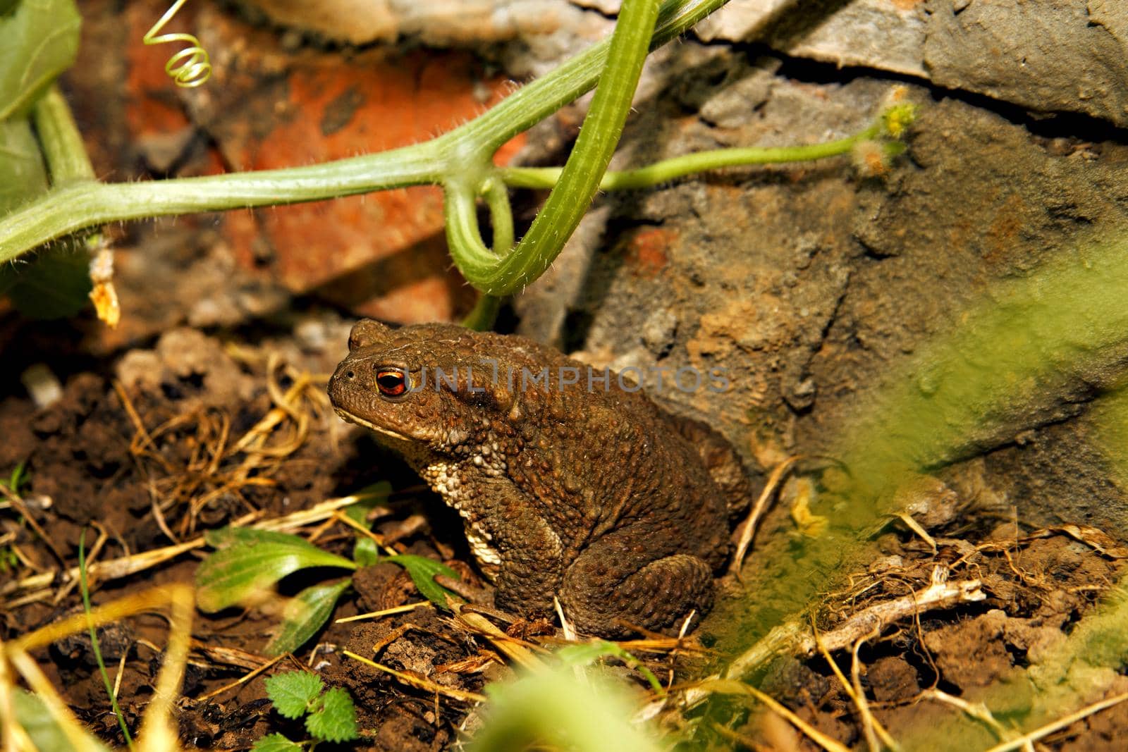 Gray toad with warts among green plants in greenhouse. Selective focus