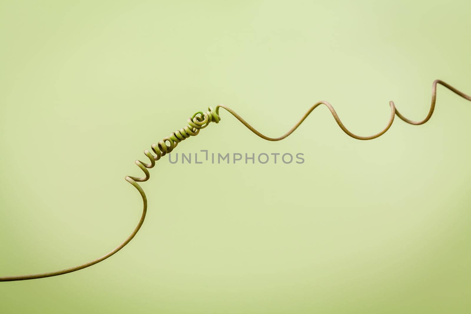 Close up of connected vine on light green background . Connected vine with shallow depth of field. Nature background with vine. Connecting with nature concept. by kerdkanno