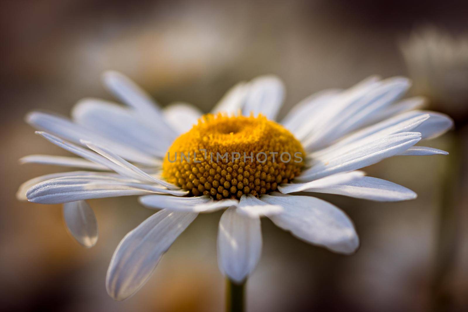 Daisy in the field at summer sunset. Chamomile at golden hour in natural colors