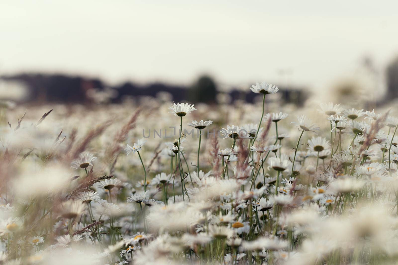 Daisies in the field at summer sunset by clusterx