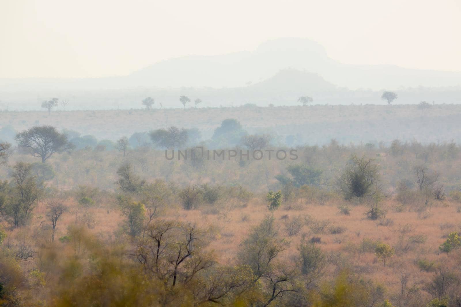 Misty scenery in Kruger National park, South Africa