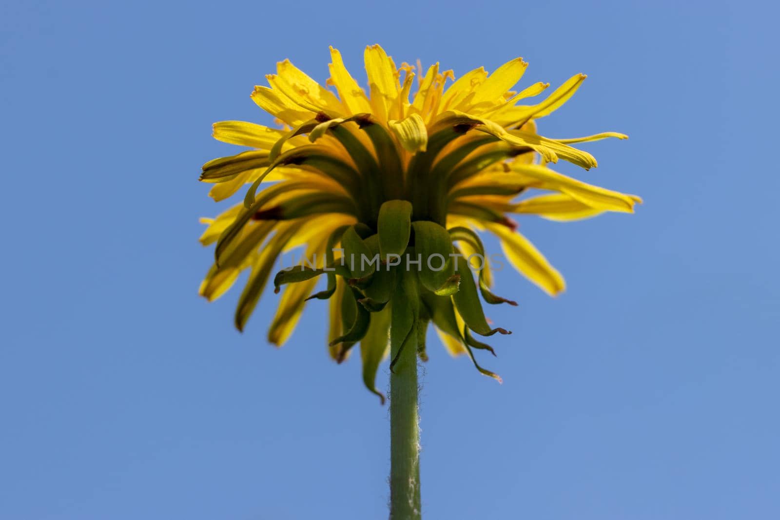Yellow dandelion over the spring blue sky. Close up macro bottom view